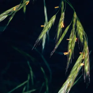 Bromus carinatus, Central Valley, West of The Nature Conservancys cabins, Santa Cruz Island