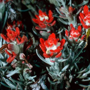 Castilleja hololeuca, SC-2198, Santa Cruz Island