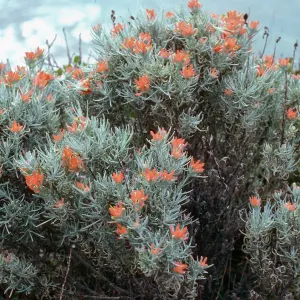 Castilleja hololeuca, East of Valley Anchorage, Santa Cruz Island