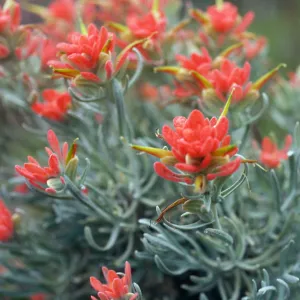 Castilleja hololeuca, offshore side, West of Sandstone Point, Santa Cruz Island
