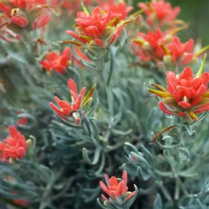 Castilleja hololeuca, offshore side of Sandstone Point, Santa Cruz Island