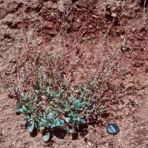 Calandrinia maritima, SC-2798, Johnsons Canyon, Santa Cruz Island