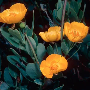 Dendromecon, Islay Canyon, Santa Cruz Island