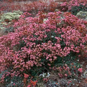 Eriogonum grande rubescens, blufftops, East of West Point, Santa Cruz Island