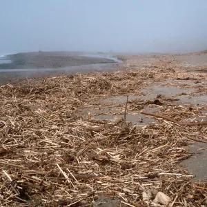 Fennel washed up on Christy Beach after storms, Santa Cruz Island