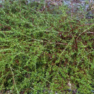 Galium nuttallii insulare, China Pines, Santa Cruz Island