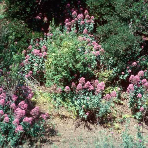 Centranthus ruber, Central Valley, Santa Cruz Island