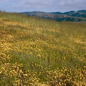 Layia, East end of road to Fraser Point, Santa Cruz Island