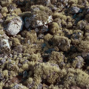 lichens, Forneys Cove, Santa Cruz Island