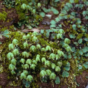 Liverwort, ridge West of Cascada, Santa Cruz Island