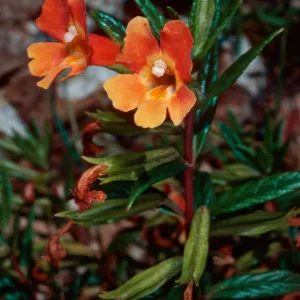 Mimulus flemingii x longiflorus, CaÃ±ada Larga, Santa Cruz Island