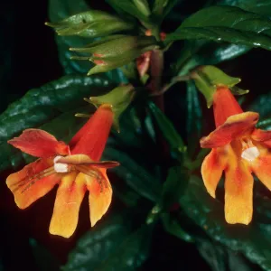 Mimulus longiflorus x flemingii, road from South ridge to airport, Santa Cruz Island