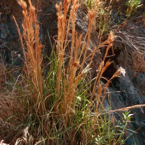 Andropogon glomerathe, 2-Fork Canyon, North of The Nature Conservancy cabins, Santa Cruz Island