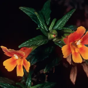 Diplacus longiflorus x parviflorus, top of Islay Canyon Road, Santa Cruz Island