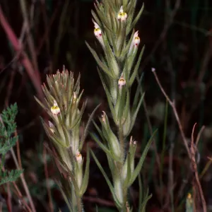 Orthocarpus attenuatus, rock slide, East of Pelican Bay, Santa Cruz Island