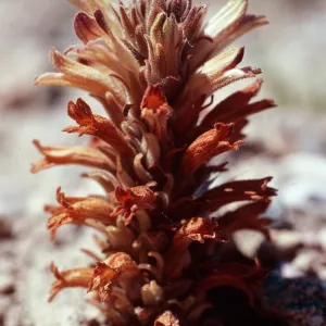 Orobanche parishii brachylosa, Christi Beach, Santa Cruz Island