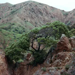 Quercus macdonaldii, ridge, West of Cascada, Santa Cruz Island