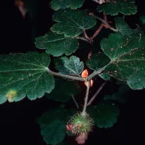 Ribes thacherianum, Campo Raton, Santa Cruz Island