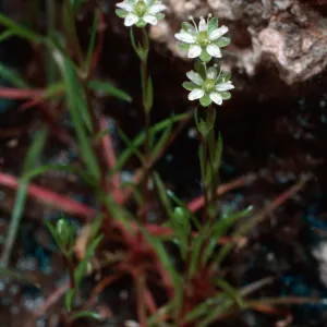 Sagina occidentalis, upper West fork of Orizaba Canyon, Santa Cruz Island