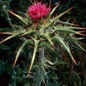 Silybum marianum, Milk Thistle, just West of field station, Santa Cruz Island