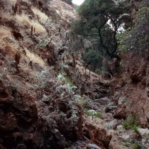 Tinkers Canyon, Santa Cruz Island