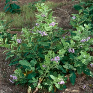 Solanum clokeyi, Platts Harbor, Santa Cruz Island