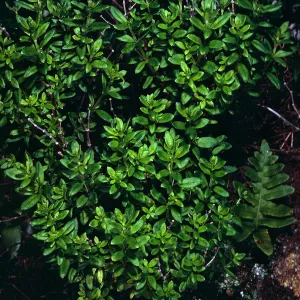 Galium buxiifolium, sea bluffs, West of Eagle Canyon, Santa Cruz Island