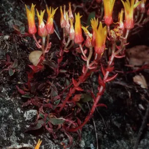 Dudleya cymosa marescens, SJ 1371 A, Yerba Buena/Catharin Road, Santa Monica Mountains, Ventura County