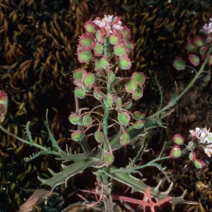 Thysanocarpus conchuliferus, Santa Cruz Island
