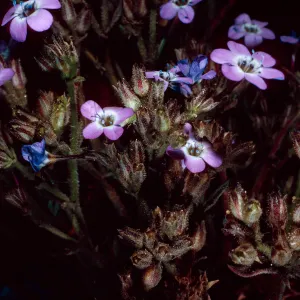 Gilia tenuiflora hoffmannii, SR-417, Santa Rosa Island