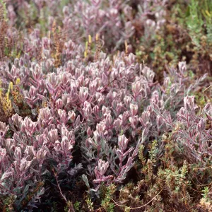 Cordylanthus maritimus, Carpinteria Salt Marsh, Santa Barbara County