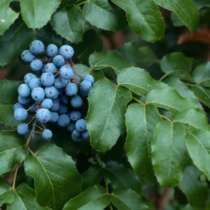 Mahonia pinnata insularis (=Berberis), Arroyo Section, Santa Barbara Botanic Garden