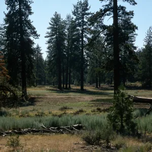 Yellowjacket Meadow, Yellowjacket Campground