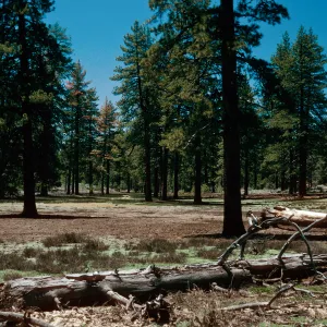 meadow #2, looking west, Yellowjacket Campground