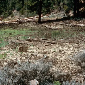 meadow #2, Northeast end, Yellowjacket Campground