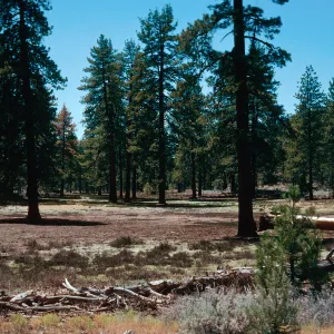 meadow #2, Yellowjacket Campground