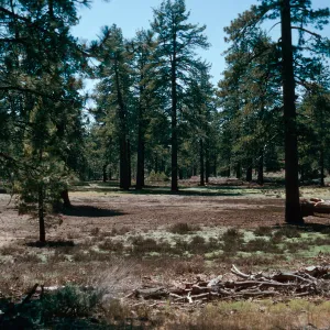 meadow #2, Yellowjacket Campground