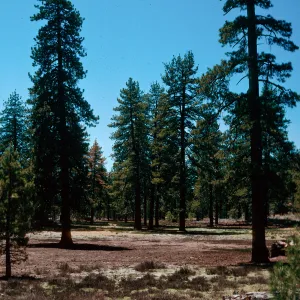 meadow #2, Yellowjacket Campground