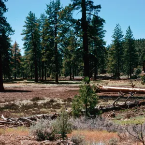 meadow #2, Yellowjacket Campground