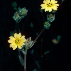 Lagophylla ramosissima, meadow #1, Yellowjacket Campground