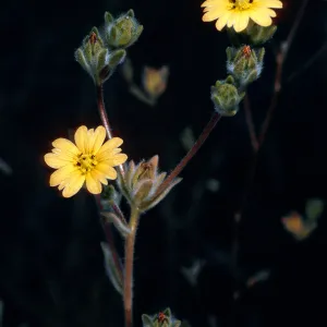 Lagophylla ramosissima, meadow #1, Yellowjacket Campground