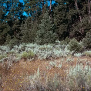 Madia elegans in sagebrush, meadow #1, Yellowjacket Campground