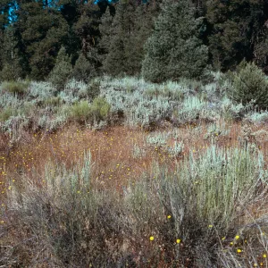 Madia elegans in sagebrush, meadow #1, Yellowjacket Campground