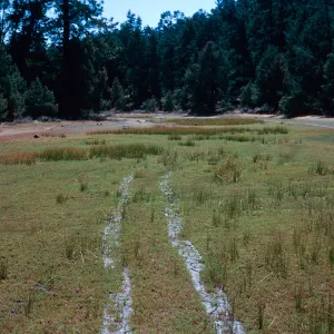 OHV damage, East end of meadow #1, Yellowjacket Campground