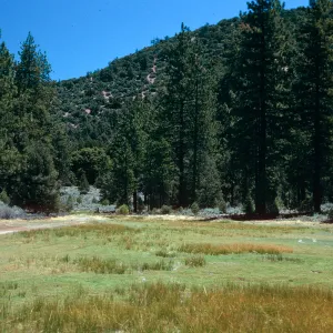 Eleocharis, meadow #1, looking East, Yellowjacket Campground