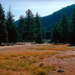 meadow #1, East end, looking East, Yellowjacket Campground