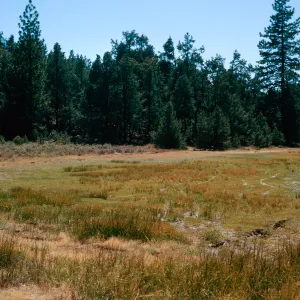 East end of meadow #1, looking West, Yellowjacket Campground