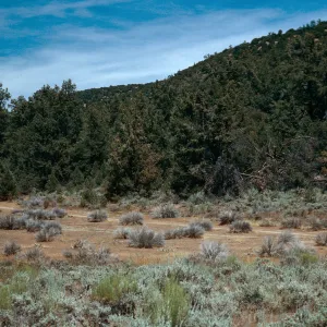 meadow #1, Yellowjacket Campground