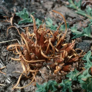 Myosurus, meadow #1, Yellowjacket Campground