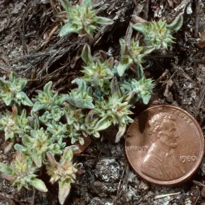 Evax, meadow #1, Yellowjacket Campground